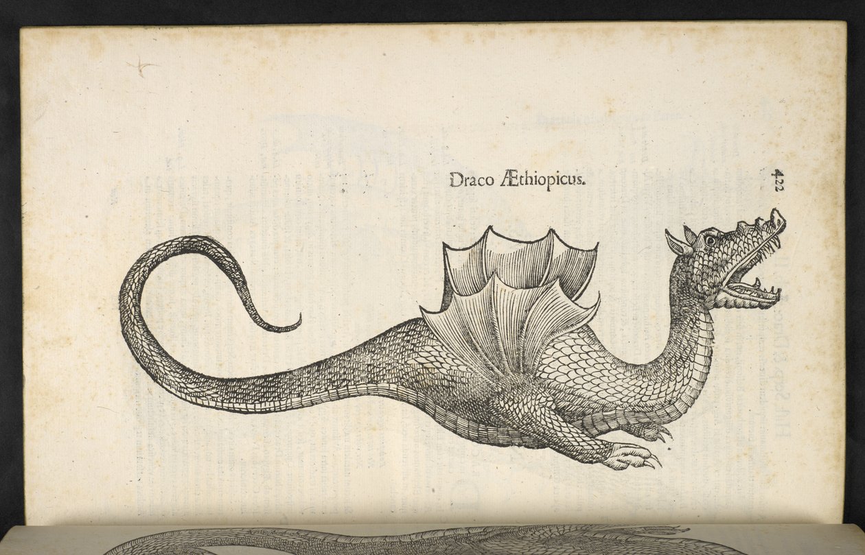 Etióp sárkány, „Kígyó és sárkány története második könyv”, Bologna, Ulisse Aldrovandi alkotó: Italian School