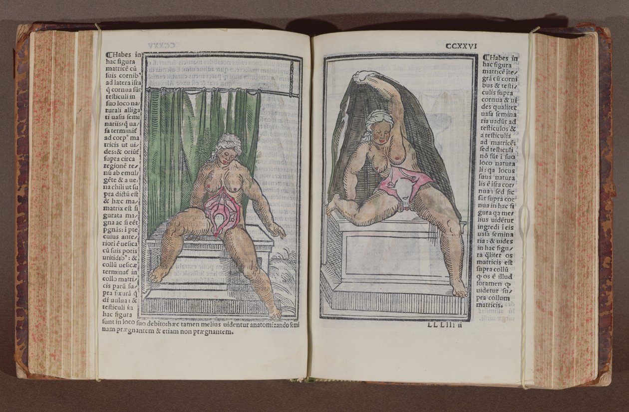 Női anatómia, a világ anatómiájáról szóló kommentárokból a legnagyszerűbb kiegészítésekkel, Jacopo Berengario da Carpi (kb. 1460-kb. 1530) Bolognában, 1521-ben (színes fatömbnyomat) alkotó: Italian School