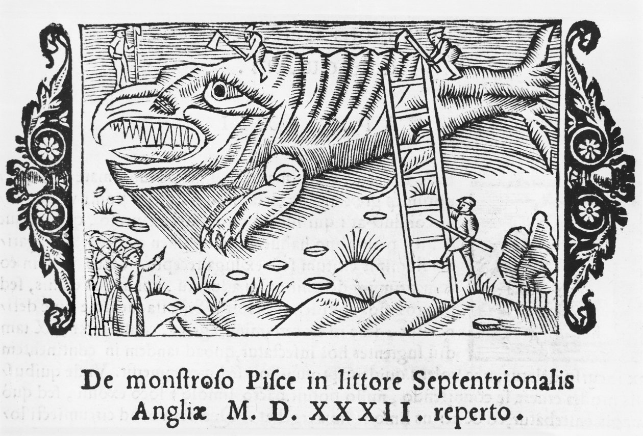 Halszörny, illusztráció Olaus Magnus (1490-1558) Az északi nemzetek története című könyvéből, megjelent Rómában, 1555 alkotó: Italian School