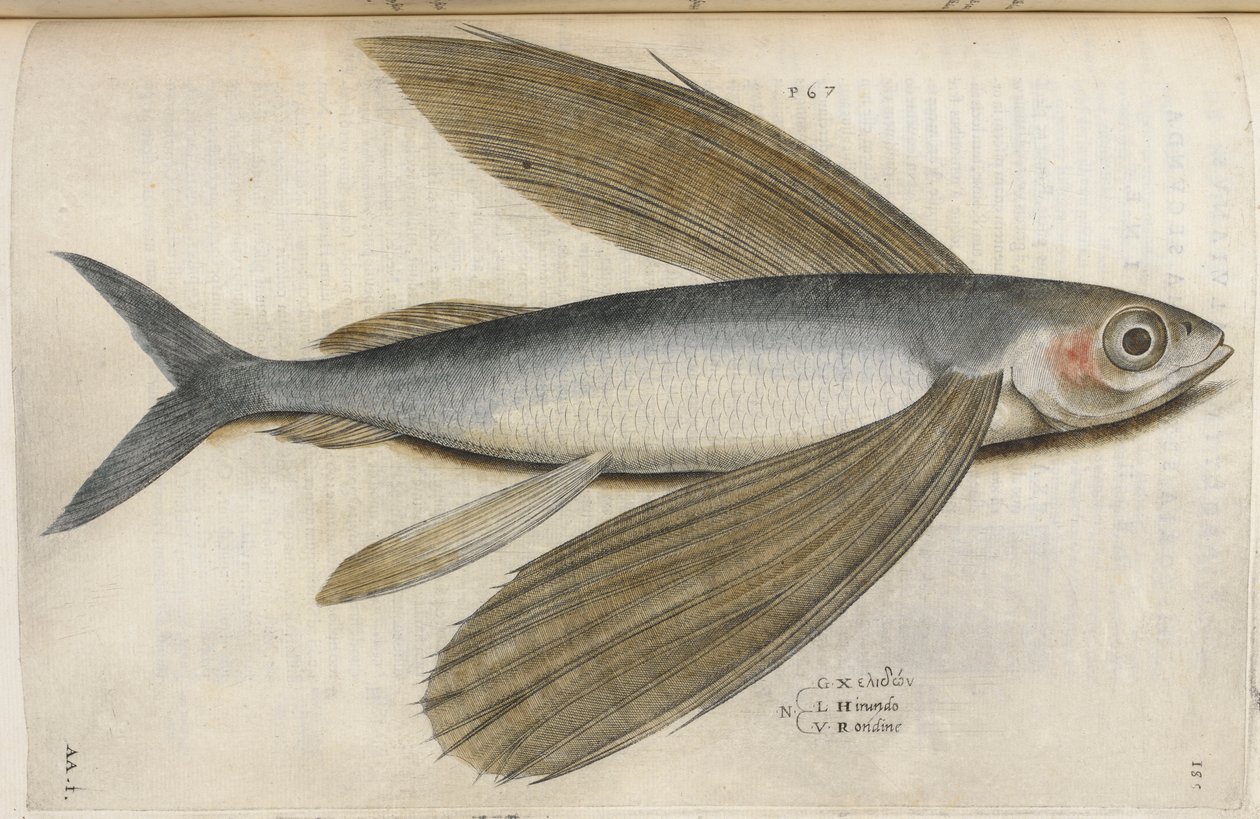 Repülő hal, illusztráció az „Aquatilium Animalium Historiæ liber primus”-ból, Ippolito Salviani alkotó: Italian School