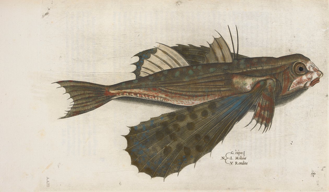 Repülő hal, illusztráció az „Aquatilium Animalium Historiæ liber primus”-ból, Ippolito Salviani alkotó: Italian School