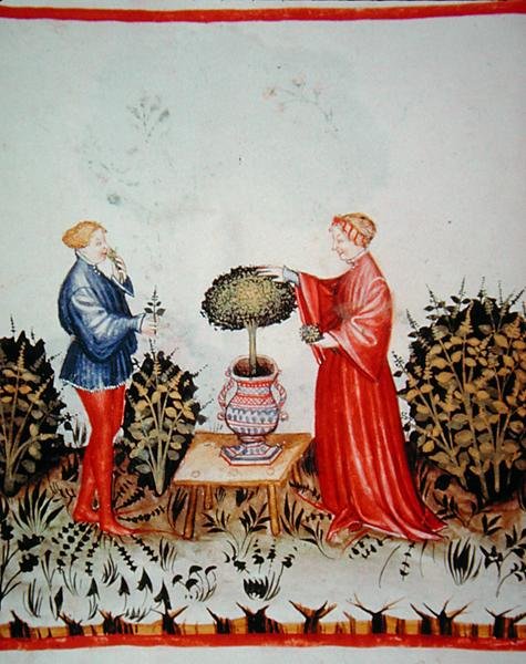 Fol.39v A Basilicum Curatum összegyűjtése, illusztráció a 