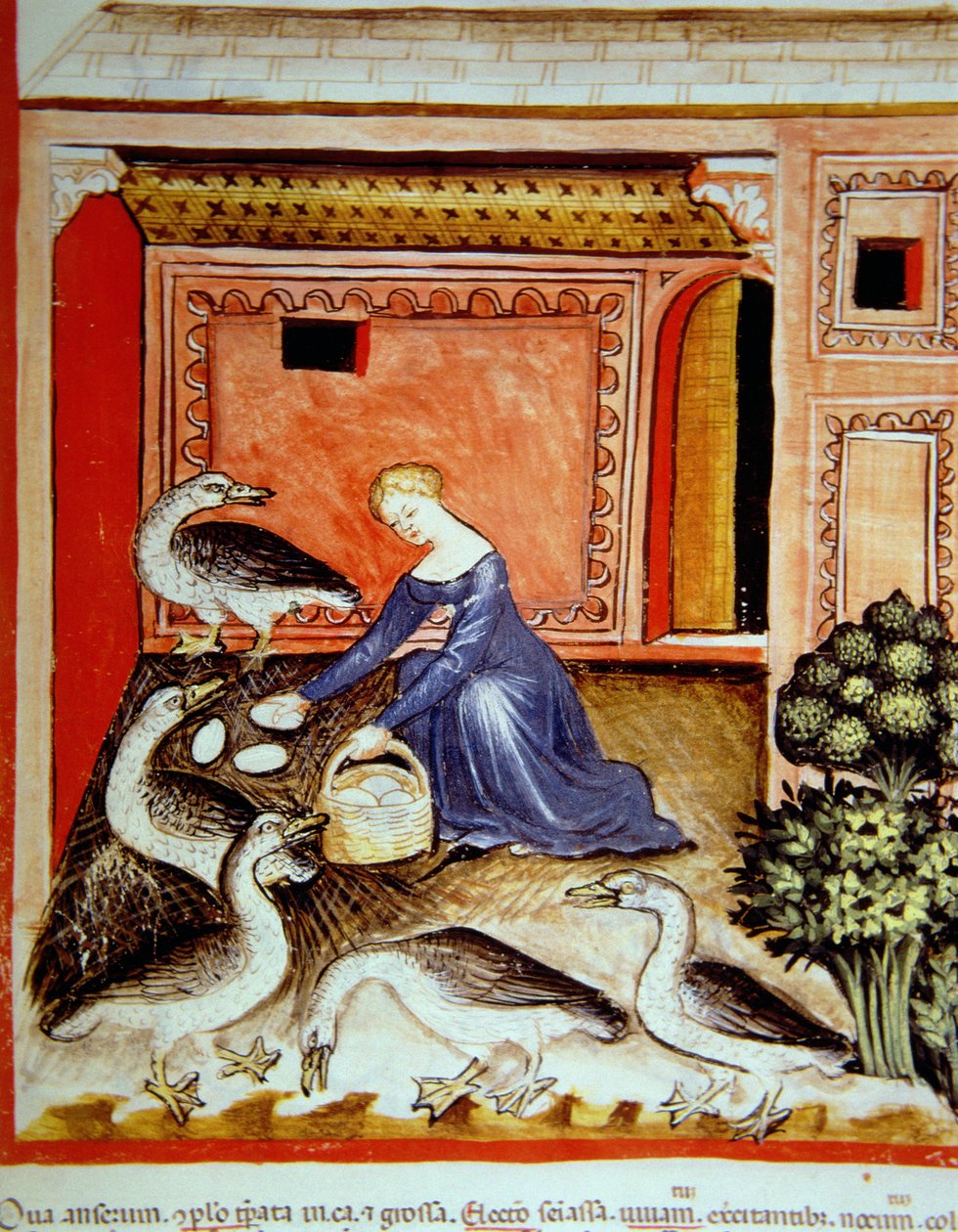 Fol.66r Libanevelő, illusztráció a Tacuinum Santiatis Codex Vindobonensisből alkotó: Italian School