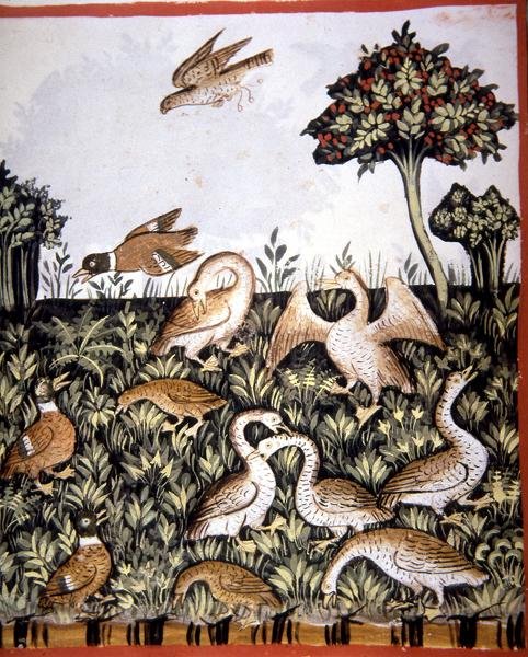 Fol.69v Kacsák és libák, illusztráció a „Tacuinum Santiatis Codex Vindobonensis”-ből (vellum) alkotó: Italian School