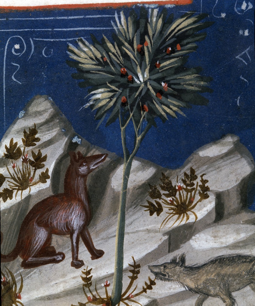 Róka és farkas, illusztráció a Justianus Codexből, 1350 alkotó: Italian School