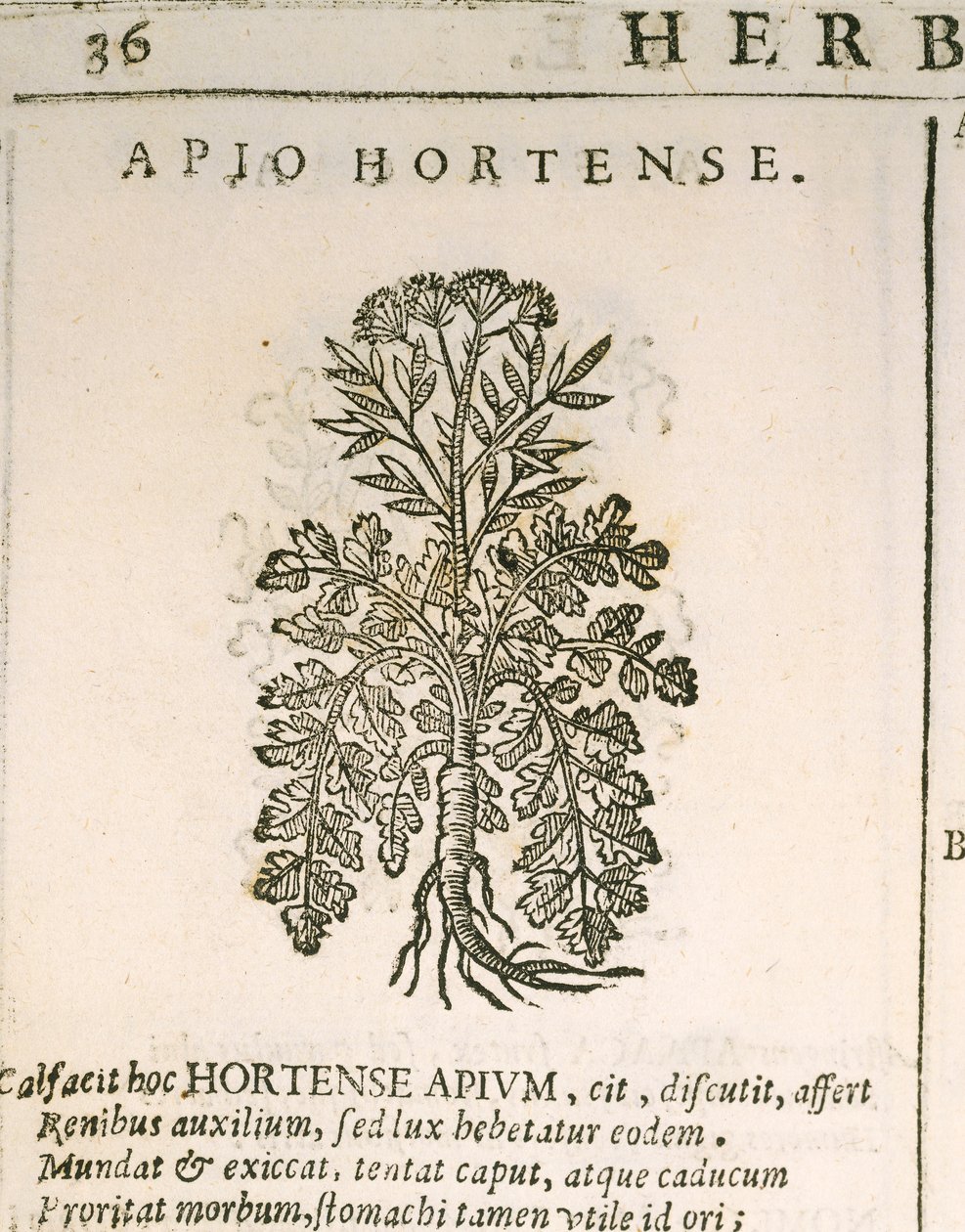 Kerti petrezselyem (Petroselinum crispum), Castor Durante metszet alkotó: Italian School