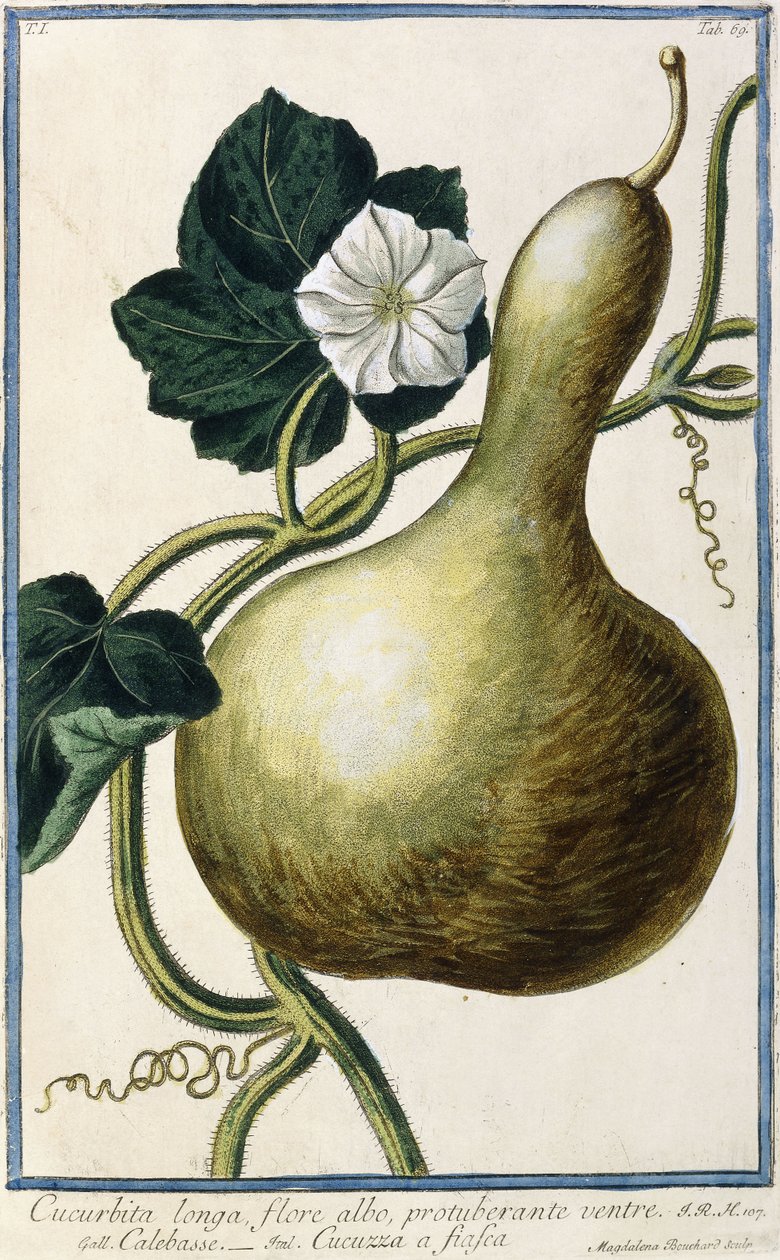 Tök, 1772-1784 alkotó: Italian School