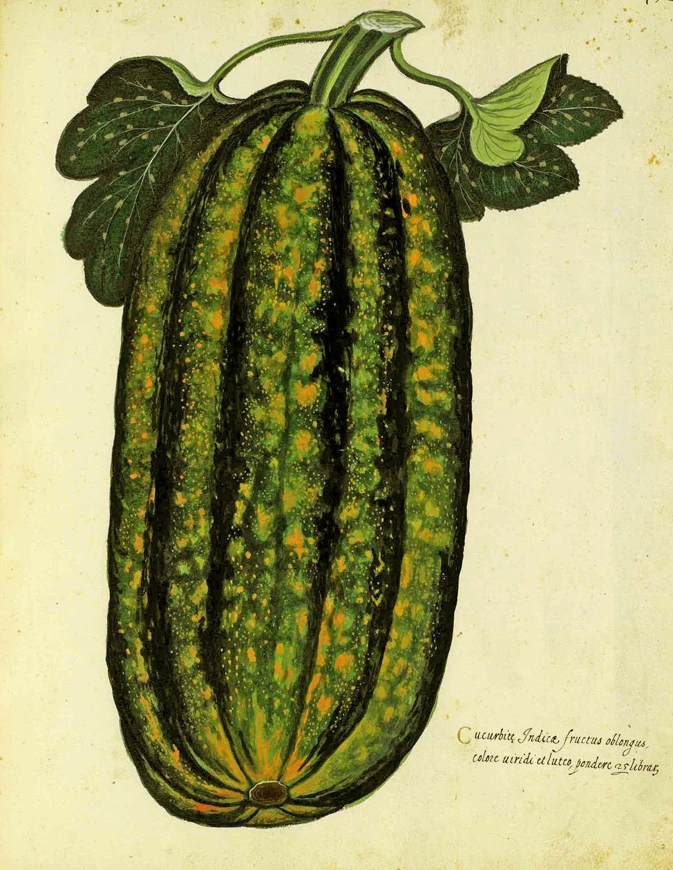 Zöld, hosszúkás tök, Ulisse Aldrovandi (1522 - 1605) tányérja, megjelent a Piante Fiori Fruttiban (kézzel színezett metszet). alkotó: Italian School