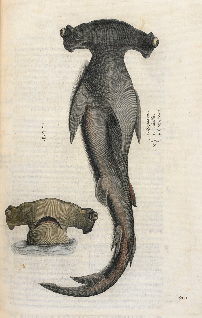 Pörölycápa, illusztráció az „Aquatilium Animalium Historiæ liber primus”-ból, Ippolito Salviani alkotó: Italian School
