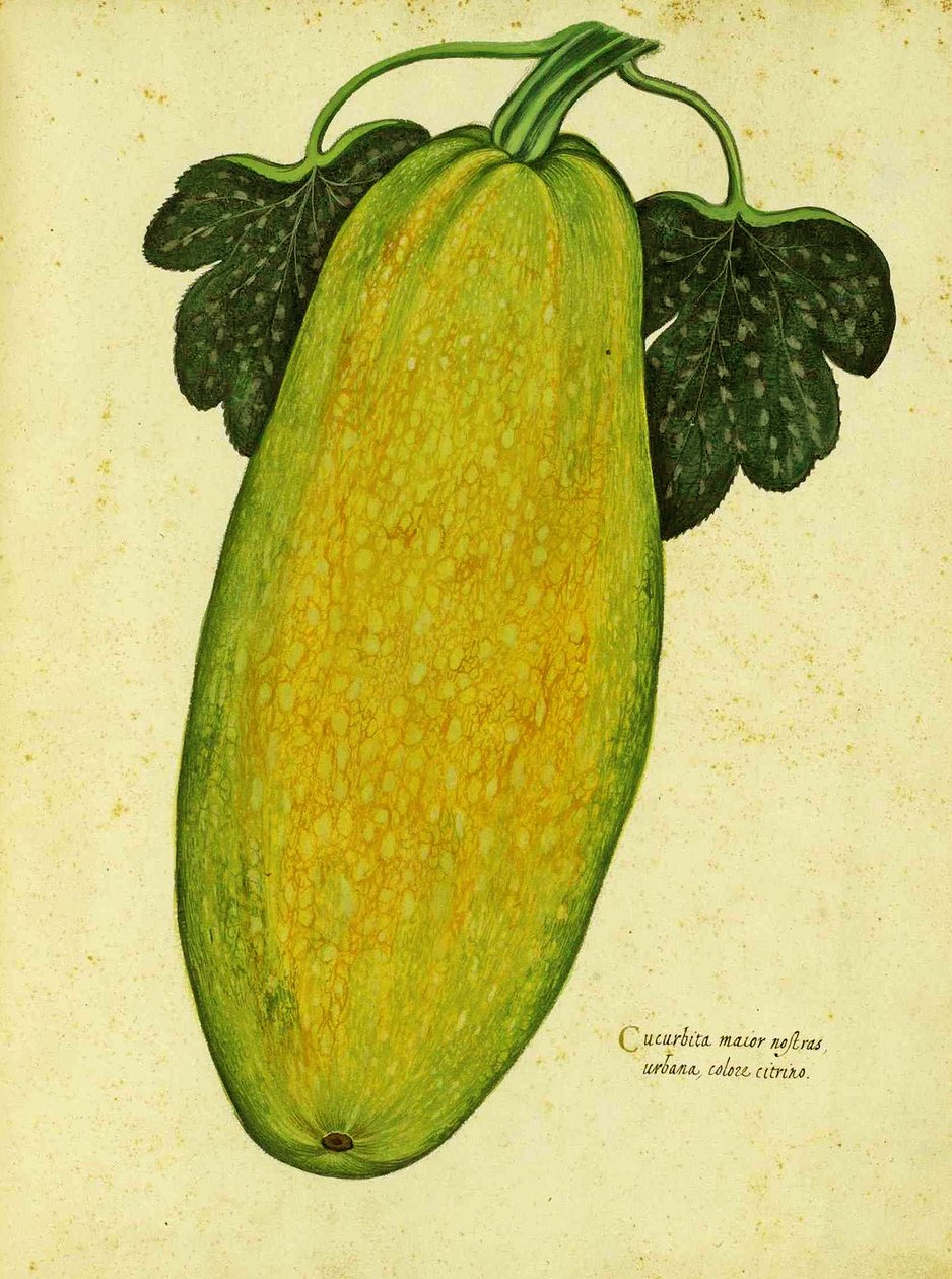 Heirloom Squash, Ulisse Aldrovandi alkotó: Italian School