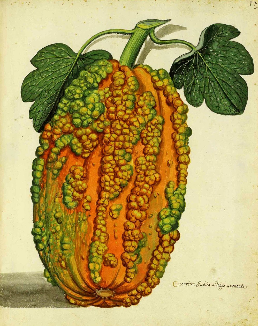 Heirloom Squash, Ulisse Aldrovandi alkotó: Italian School