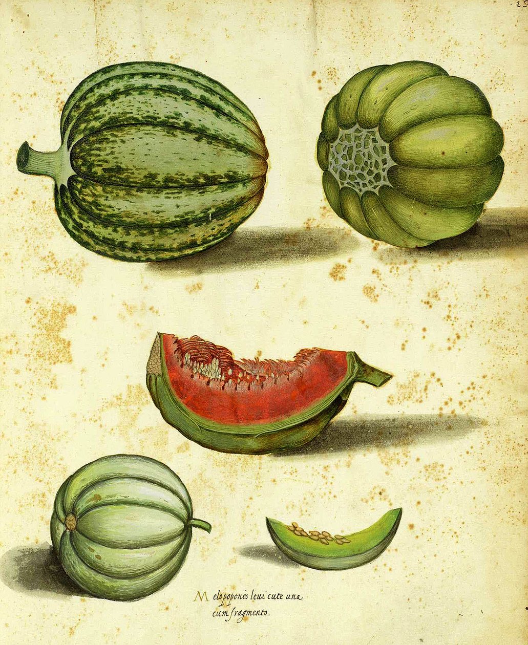 Heirloom Squash, Ulisse Aldrovandi alkotó: Italian School