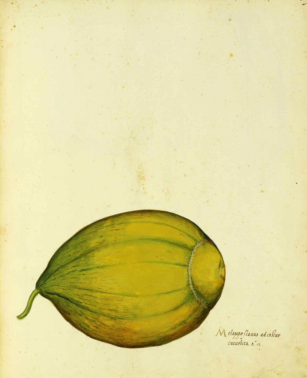 Heirloom Squash, Ulisse Aldrovandi alkotó: Italian School