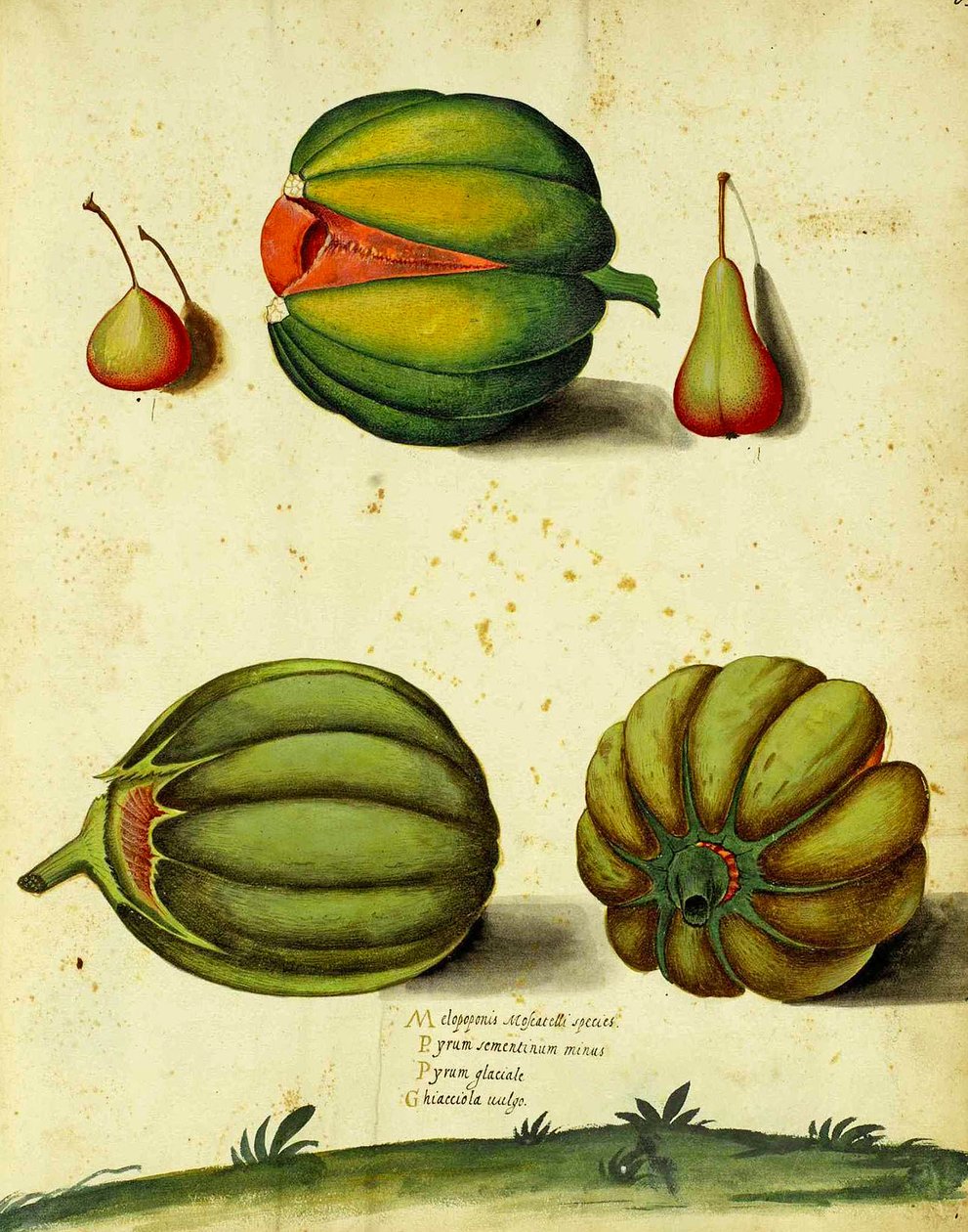 Heirloom Squash, Ulisse Aldrovandi alkotó: Italian School
