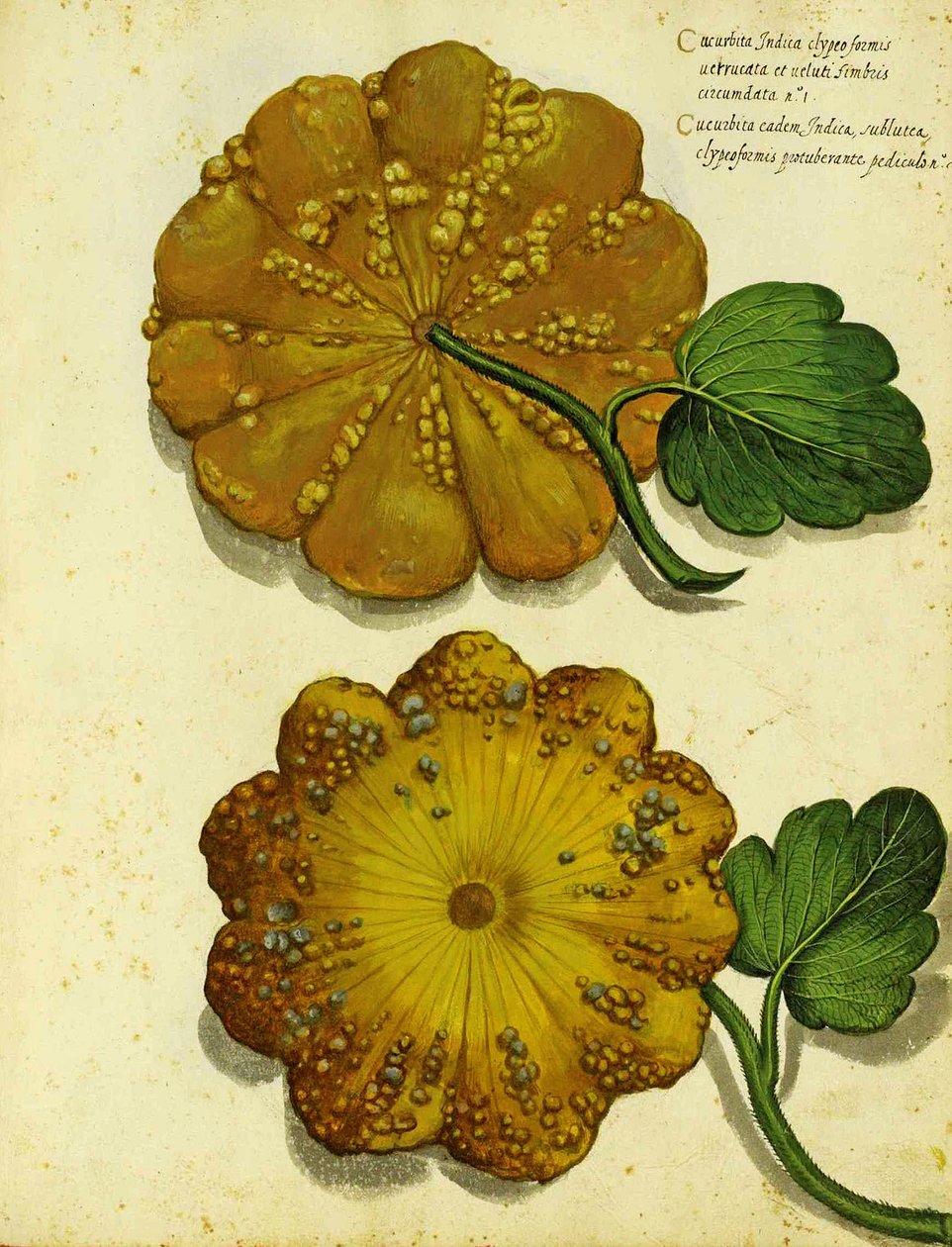 Heirloom Squash, Ulisse Aldrovandi alkotó: Italian School