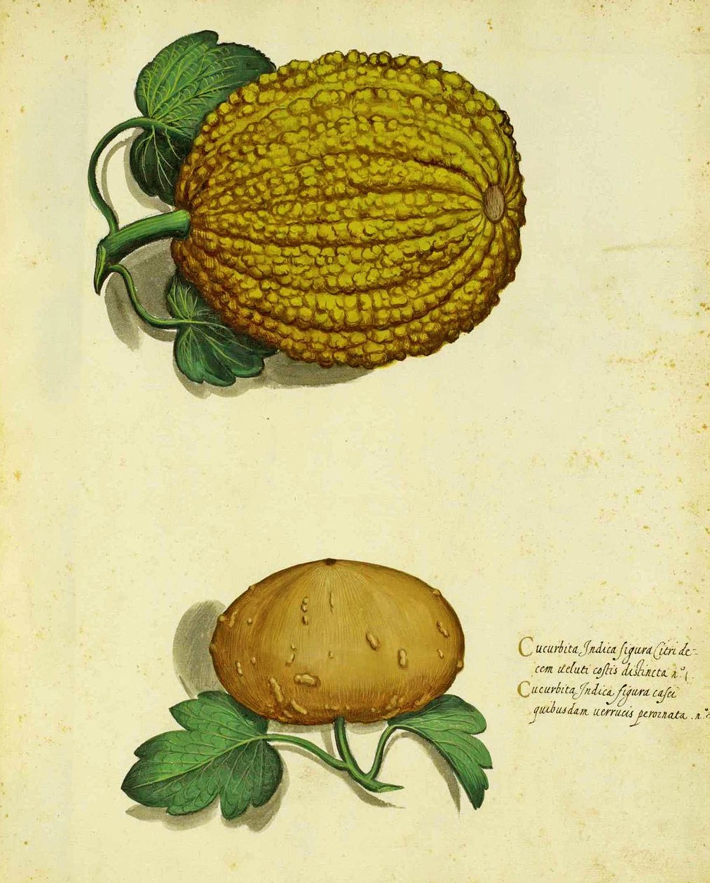 Heirloom Squash, Ulisse Aldrovandi alkotó: Italian School