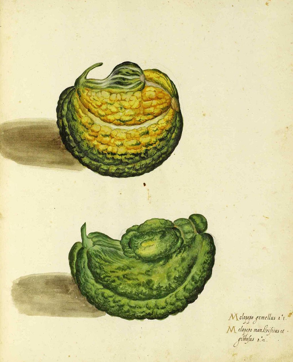 Heirloom Squash, Ulisse Aldrovandi alkotó: Italian School
