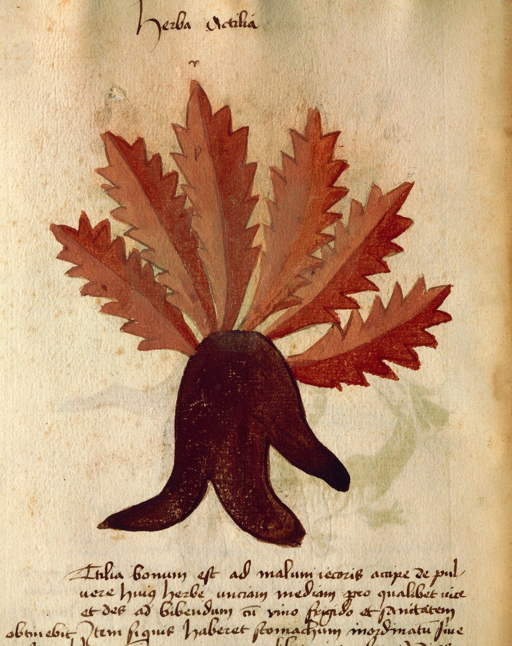 Herba Actila alkotó: Italian School