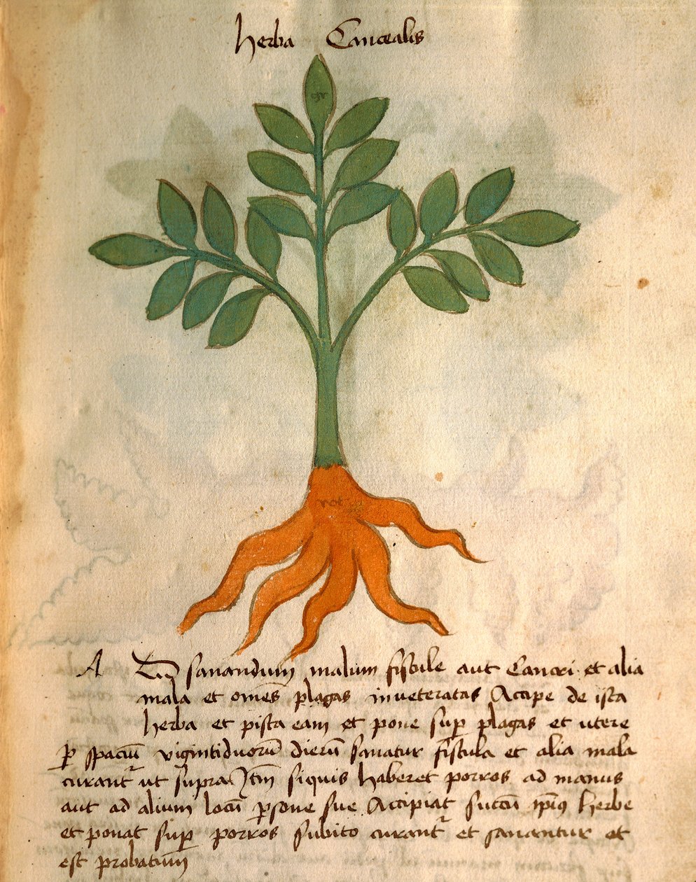 Herba Canealis alkotó: Italian School