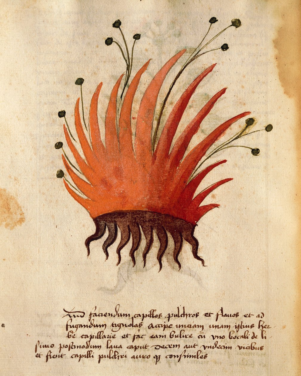 Gyógynövény haj alkotó: Italian School