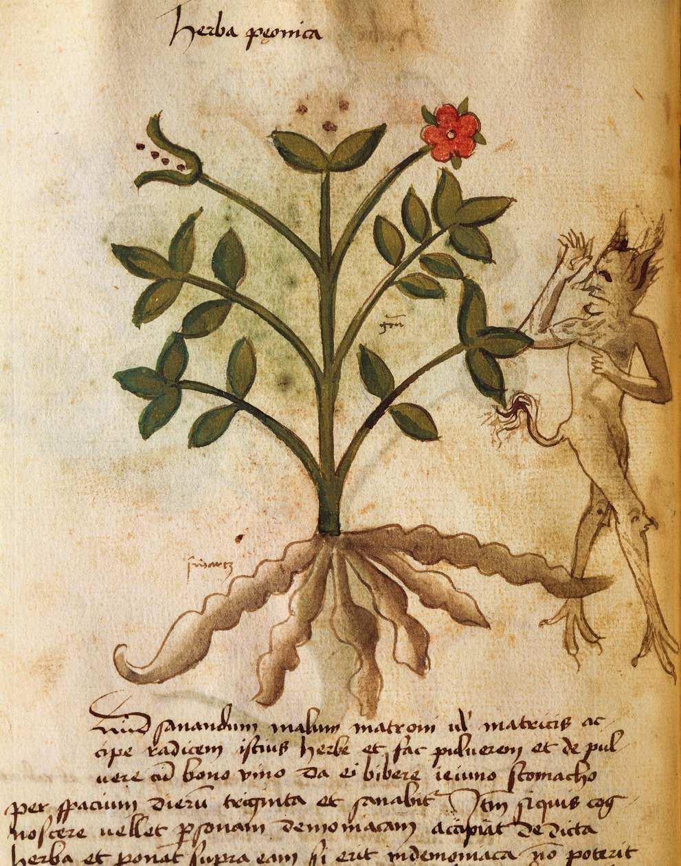 Herba Peonica alkotó: Italian School