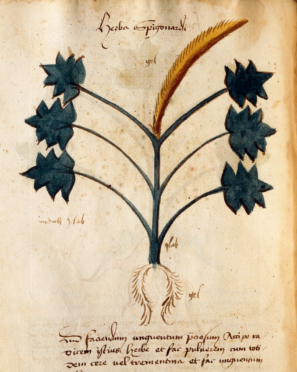 Herba Spigonardi, Orgione Rizzardo alkotó: Italian School