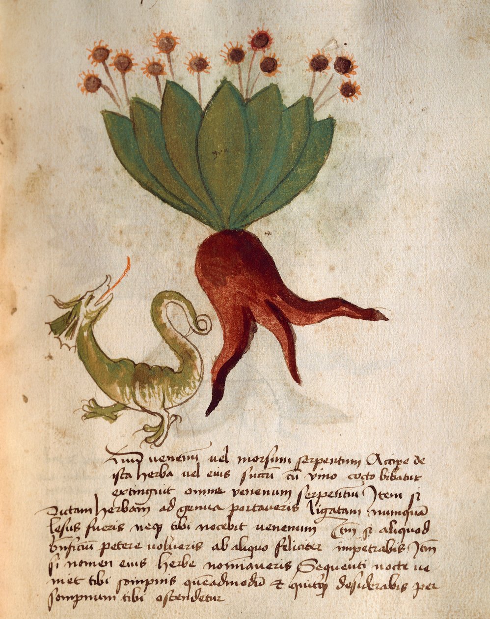 Herba Vermicularia alkotó: Italian School
