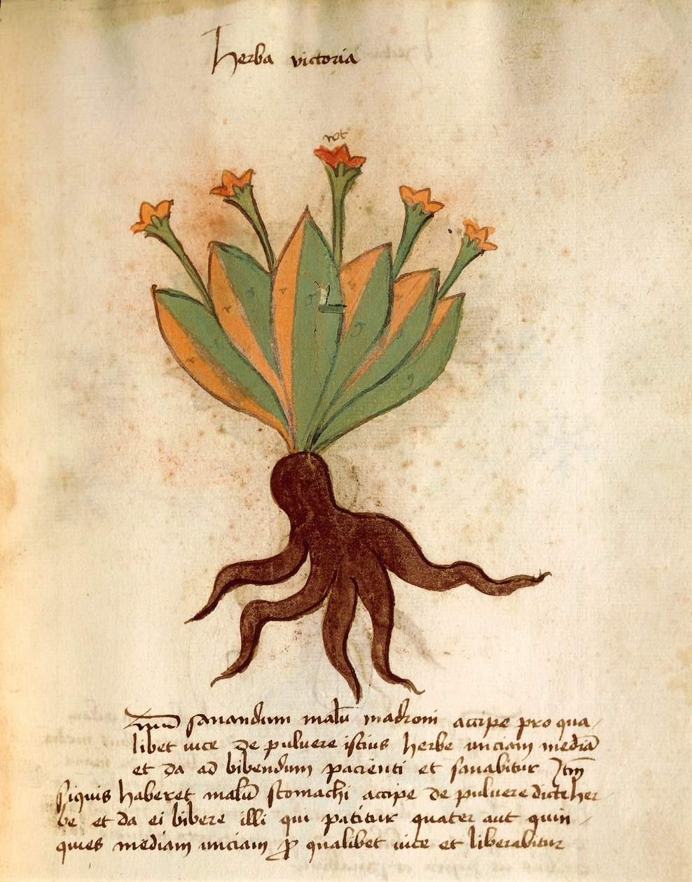 Herba Viktória alkotó: Italian School