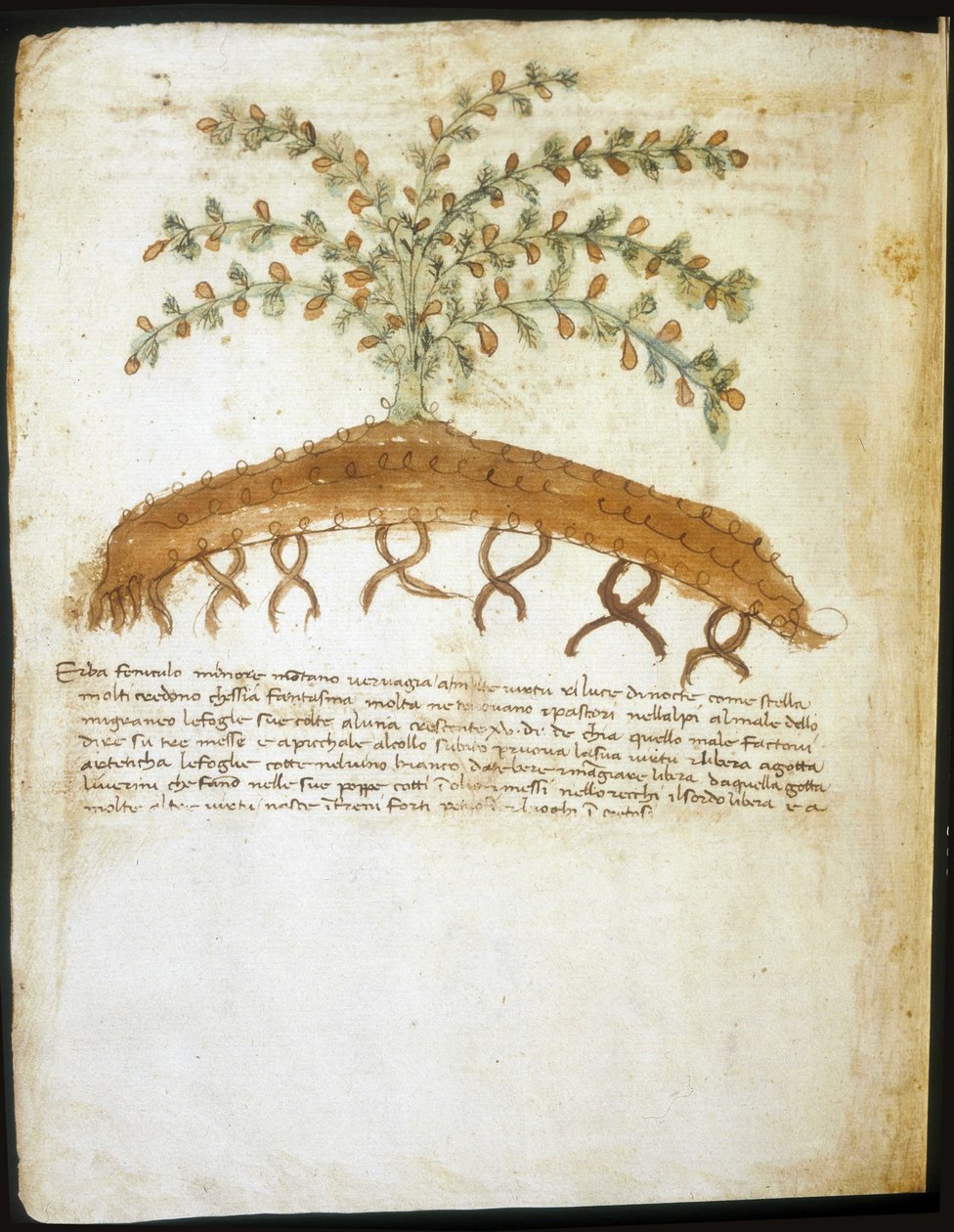 14. századi herbárium. Rimini Városi Könyvtár. alkotó: Italian School