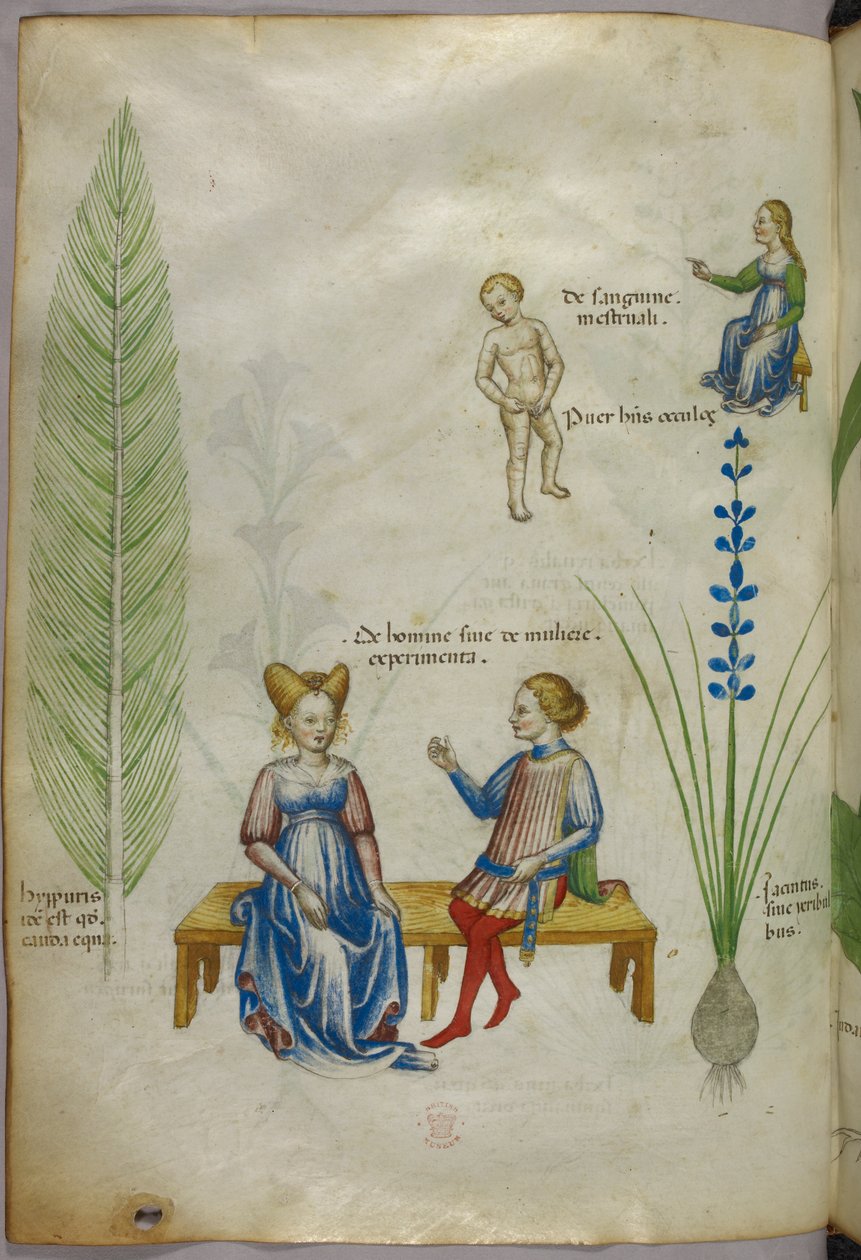 Illusztráció mezei zsurlóról [hyppuris] és íriszről [ jacintus]; az emberi szexualitás aspektusait ábrázoló ábrák, 1440 körül (tinta és szín, pergamen). alkotó: Italian School