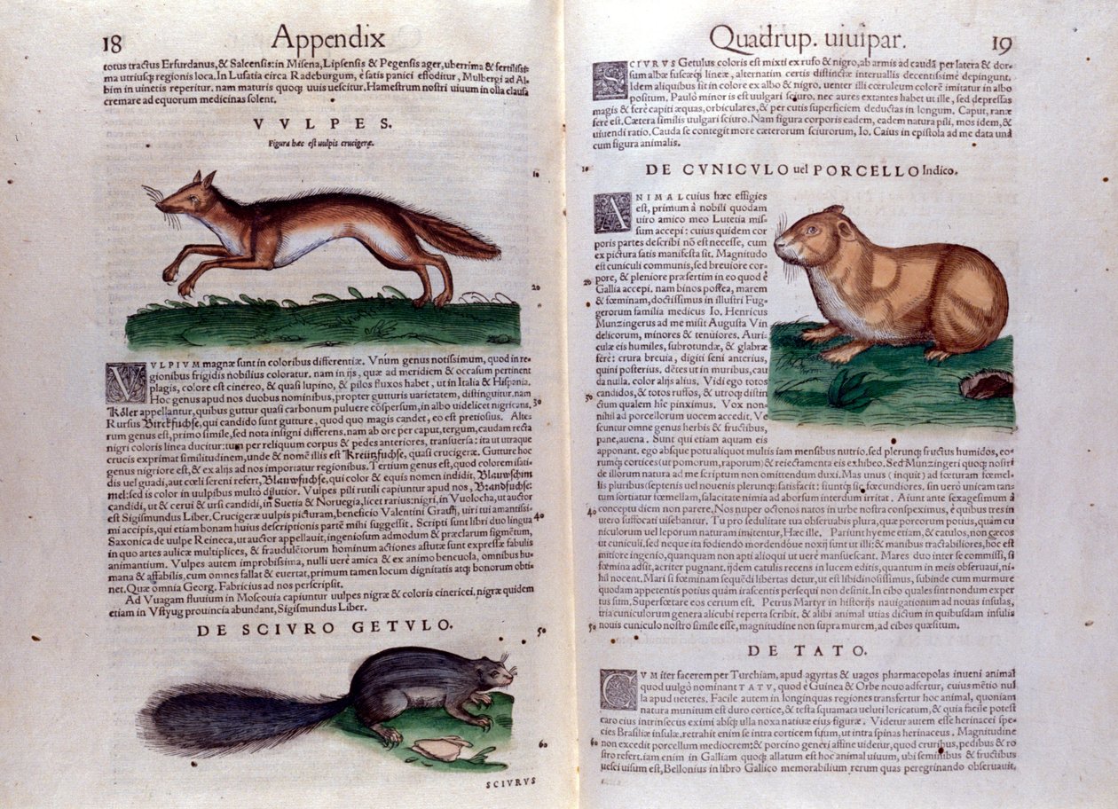 Illusztrációk Conrad Gesner „Historia Animalium” című művéből alkotó: Italian School