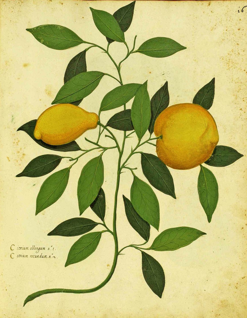 Olasz Heirloom Lemon, Ulisse Aldrovandi (1522 - 1605) tányérja, a Piante Fiori Frutti kiadásában (kézzel színezett metszet). alkotó: Italian School