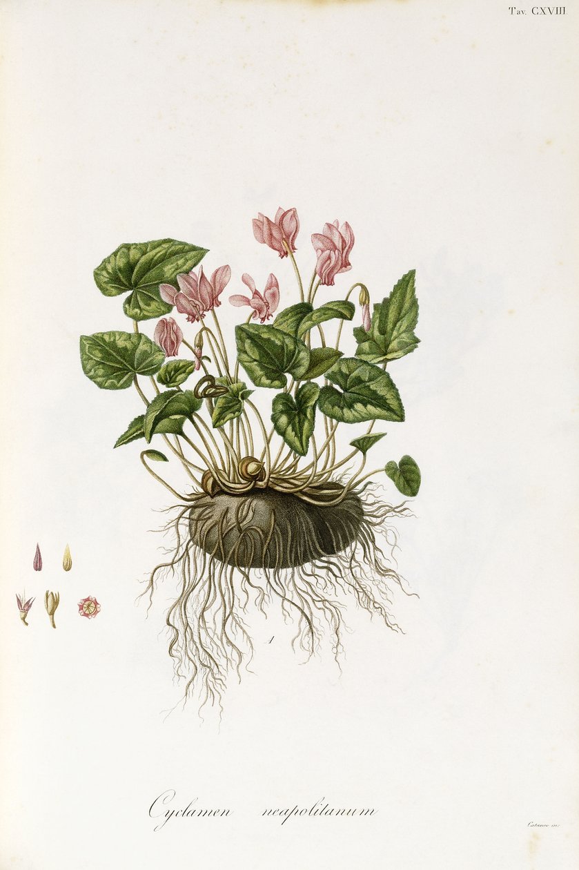 Borostyánlevelű ciklámen - Cyclamen neapolitanum, 1811-1838 alkotó: Italian School
