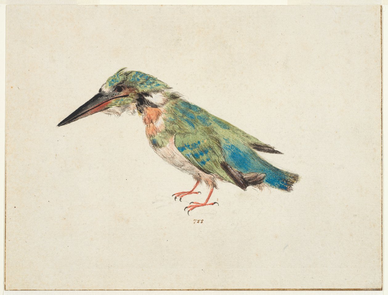 Kingfisher, c.1650-99 (black chalk, watercolor, bodycolour on laid paper, laid down, with brown ink framing lines on three edges) alkotó: Italian School