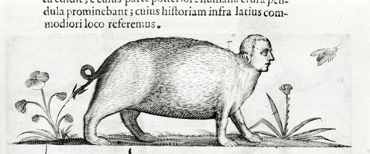 La manticore - Fortunio While "A szörnyek okairól szóló második könyvben". alkotó: Italian School