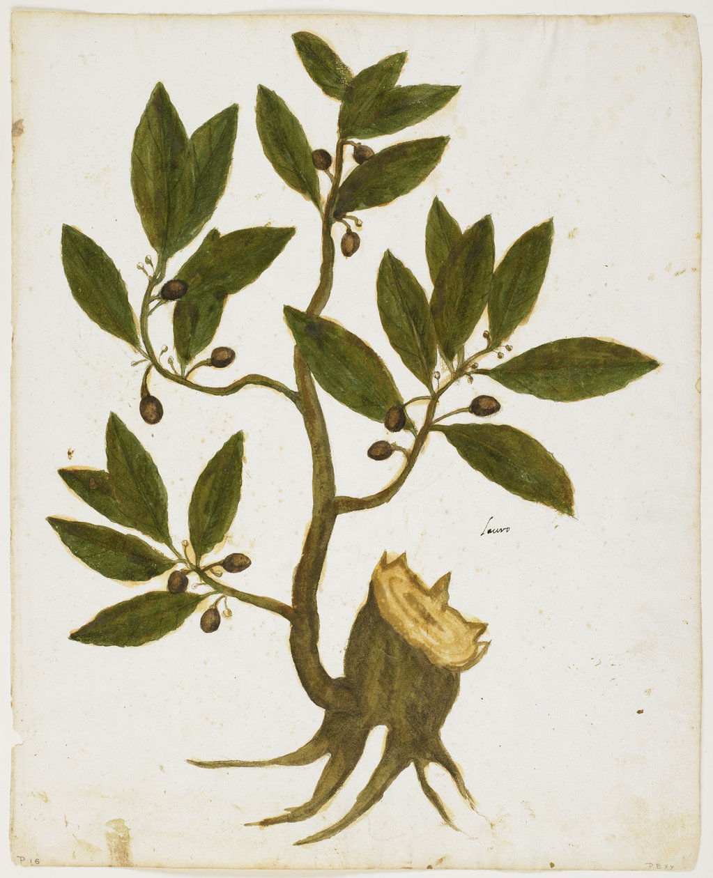 Babérfa (Laurus nobilis) (wc és tempera papíron) alkotó: Italian School