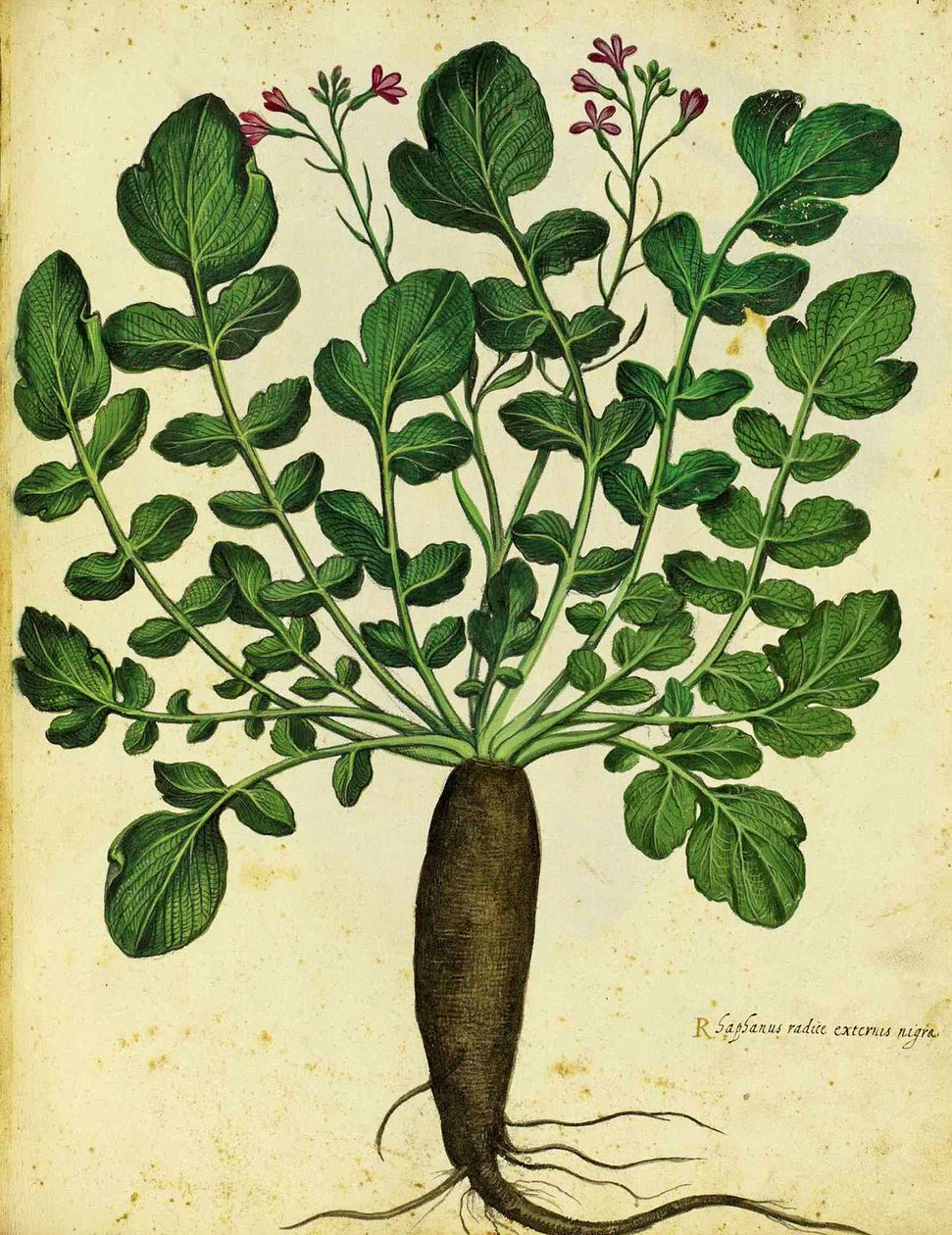 Hosszú fekete retek, Ulisse Aldrovandi alkotó: Italian School