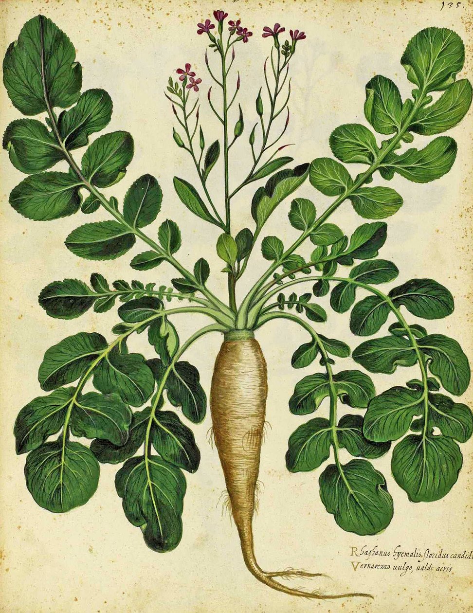 Hosszú fehér retek, Ulisse Aldrovandi alkotó: Italian School