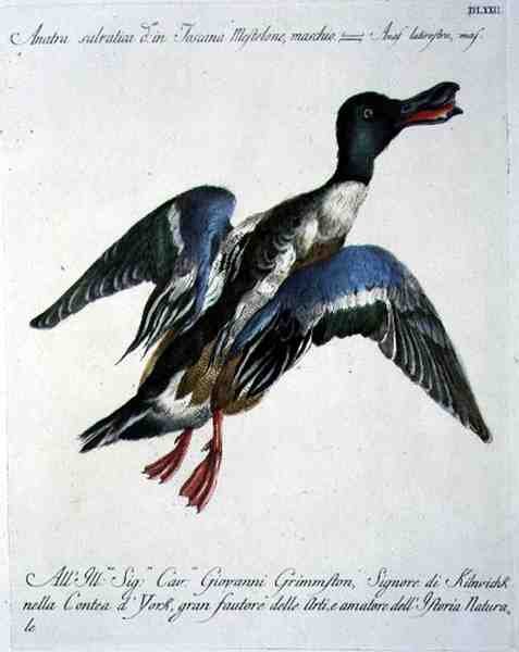 Mallard in Flight, 1767-76 körül (kézzel színezett metszet) alkotó: Italian School