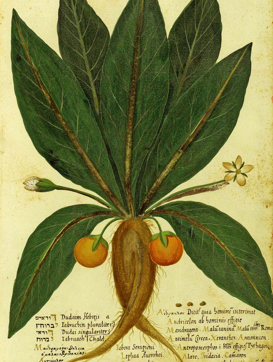 Mandragóra, Ulisse Aldrovandi alkotó: Italian School