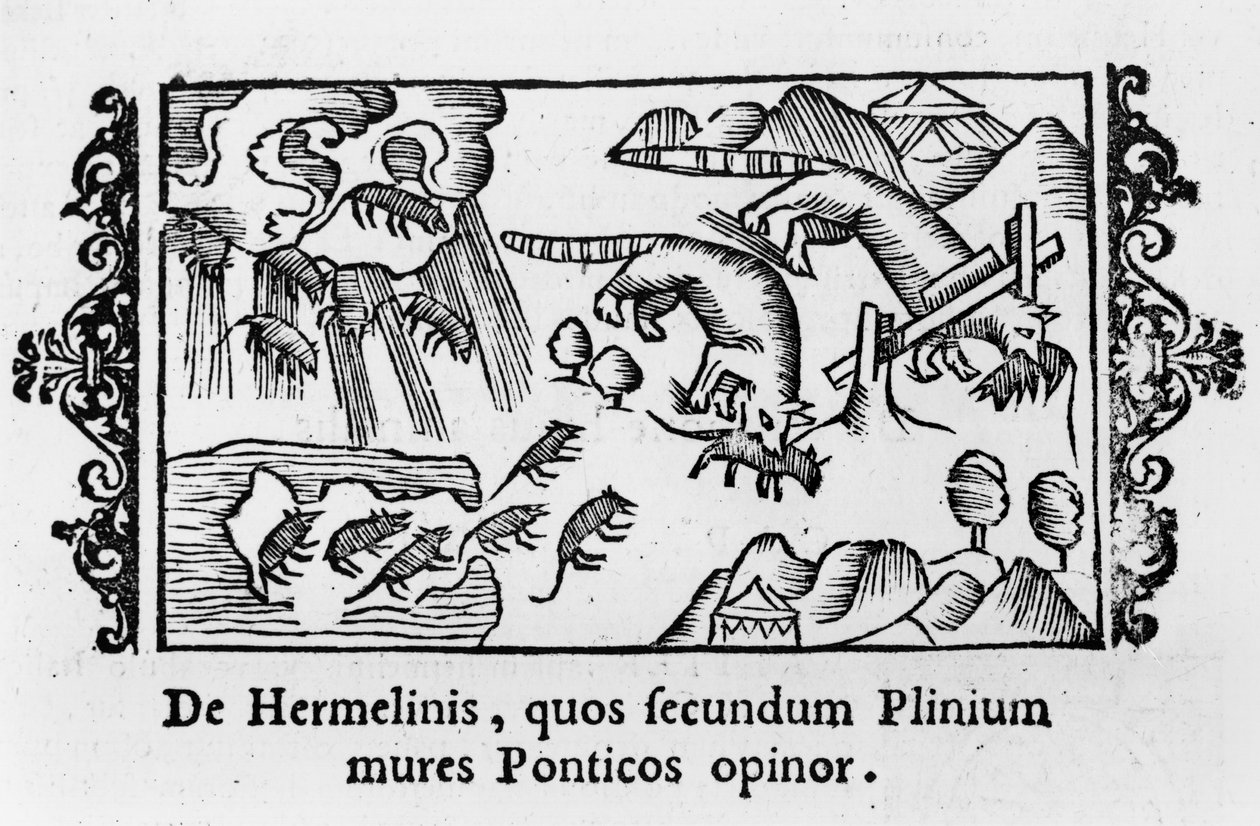 A lemmingek vándorlása, Olaus Magnus (1490-1558) „Az északi nemzetek története” című művéből, amelyet Rómában, 1555-ben adtak ki alkotó: Italian School