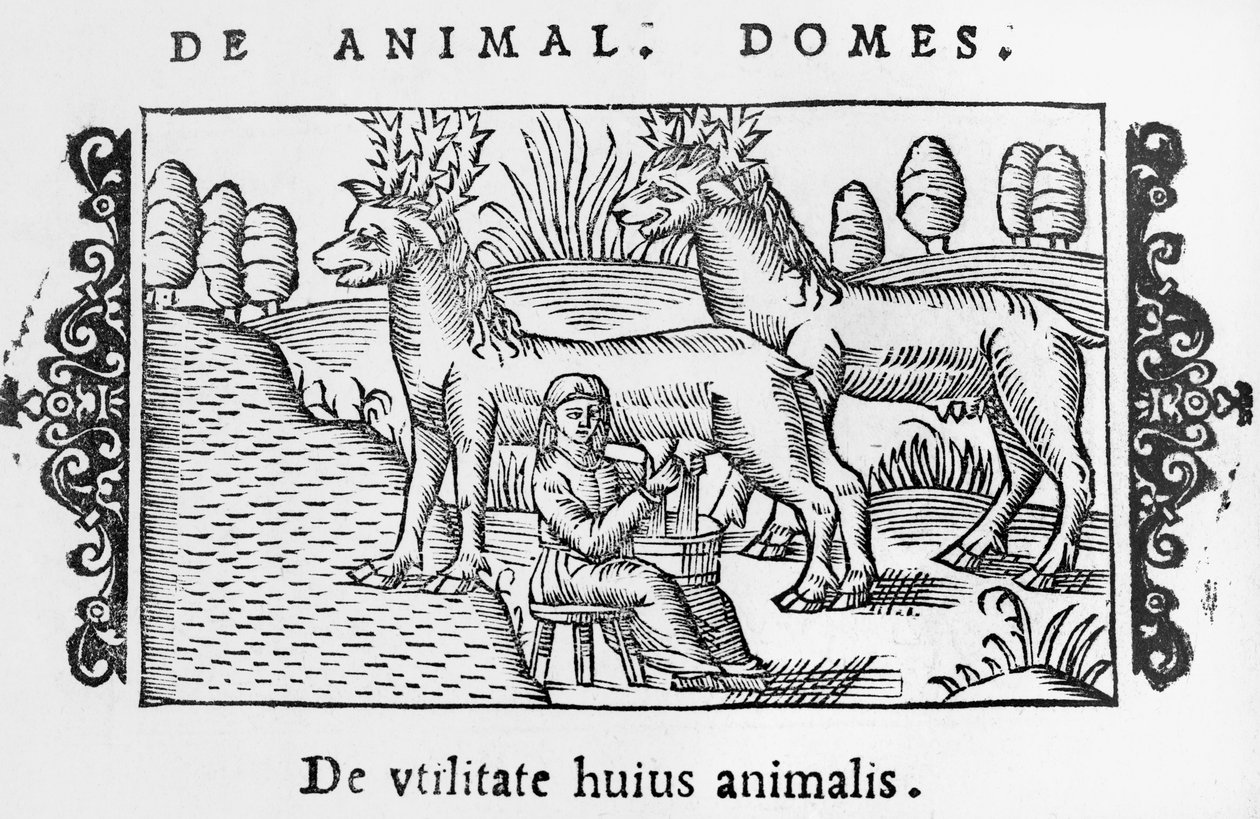 Rénszarvasfejés, illusztráció Olaus Magnus (1490-1558) Az északi nemzetek története című könyvéből, megjelent Rómában, 1555 alkotó: Italian School
