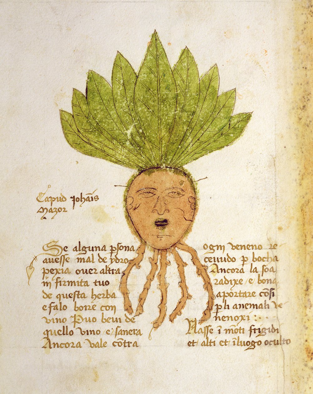 Ms. 1591 Fol. 18v. Gyógynövény Capud John Mazor (perselya) alkotó: Italian School