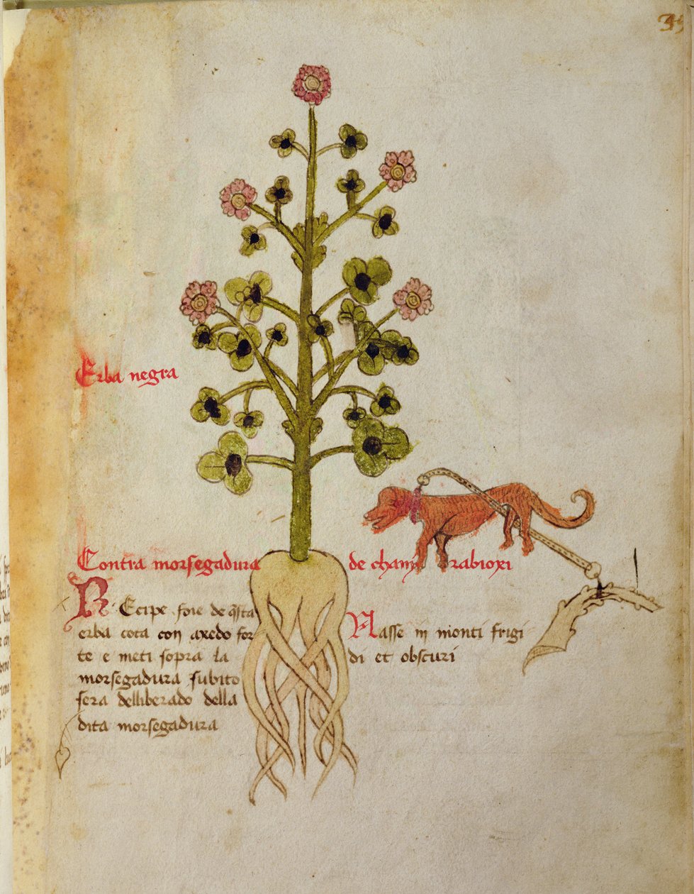 Ms 1591 Fol.38r Herba negra (vellum) alkotó: Italian School
