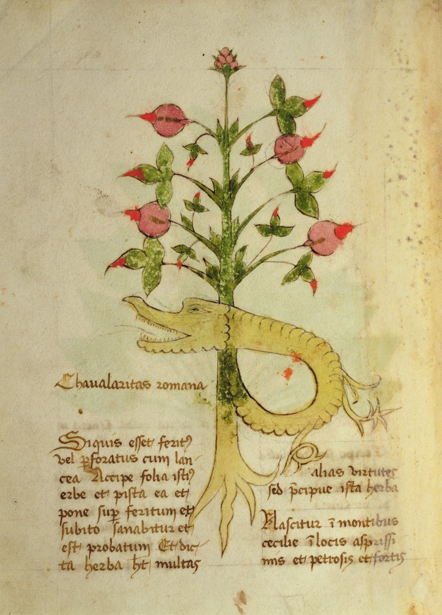 Ms 1591 Fol.6v A római lovagság gyógynövénye, késő 15. körül (vellum) alkotó: Italian School
