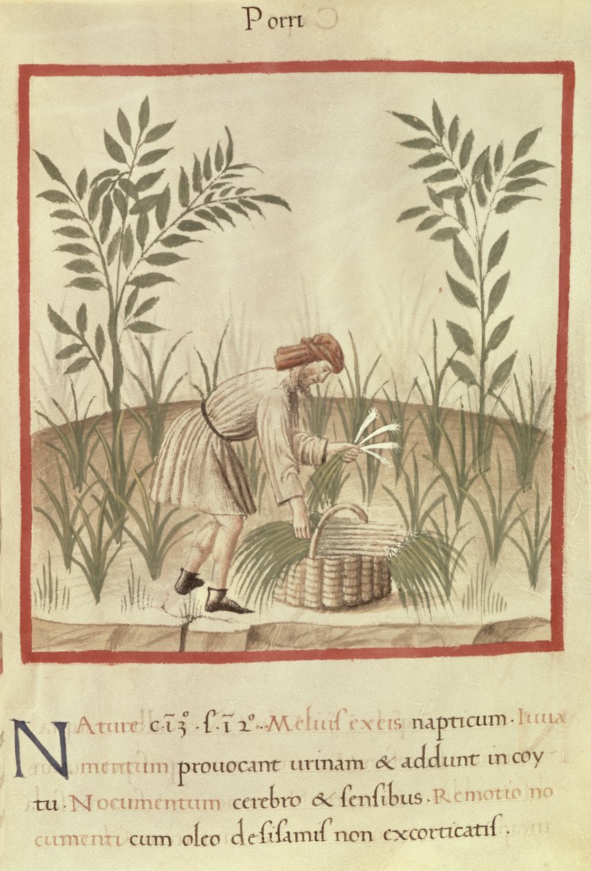 Ms 3054 f.22 Póréhagyma betakarítása, „Tacuinum Sanitatis” (vellum) alkotó: Italian School