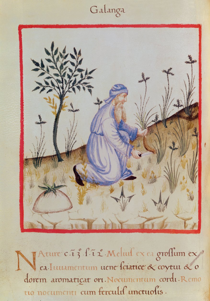 Ms 3054 f.22 Galangal betakarítása, „Tacuinum Sanitatis” (vellum) alkotó: Italian School