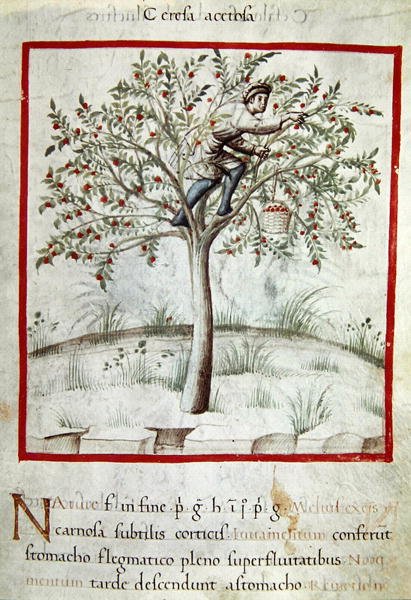 Ms 3054 f.25 Cseresznyeszedés, a „Tacuinum Sanitatis”-ból (vellum) alkotó: Italian School