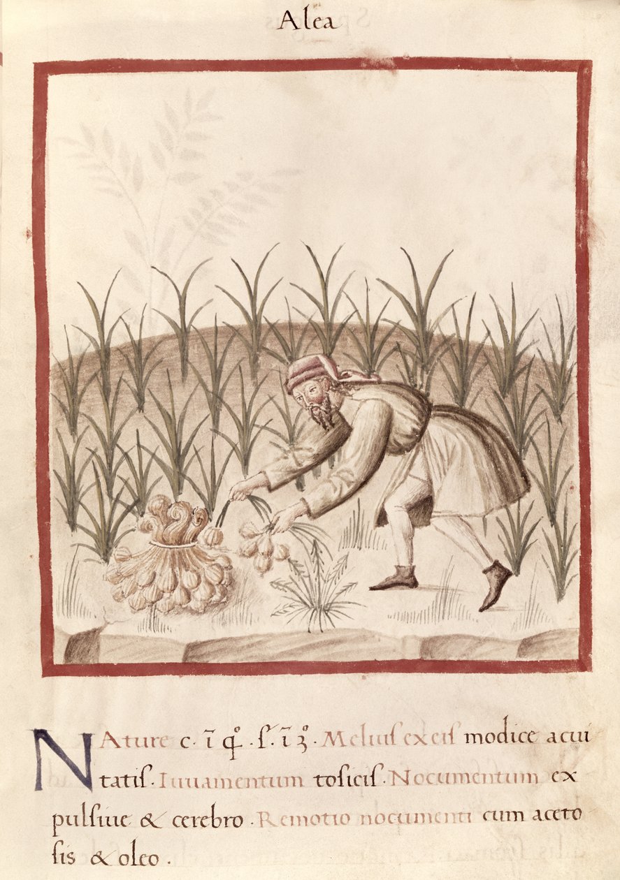 Ms 3054 fol.23 Fokhagyma betakarítása, „Tacuinum Sanitatis” (vellum) alkotó: Italian School