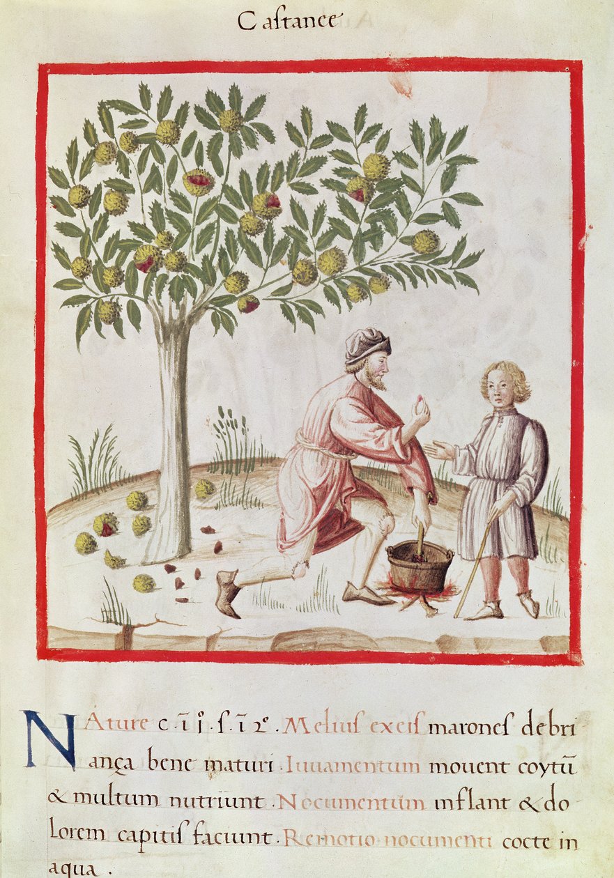 Ms 3054 fol.31 Gesztenye betakarítása és főzése, a „Tacuinum Sanitatis”-ból (vellum) alkotó: Italian School
